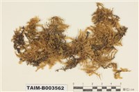 藏品(絹苔科)的圖片